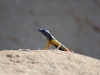 Augrabies flat lizard