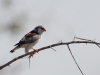 Pygmy falcon with lizard