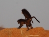 Baboons behaving badly