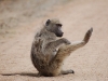 Baboon scritching