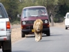 Lion in traffic