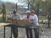 Cheetah petting