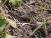 Berg adder