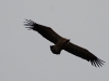 Cape Vulture