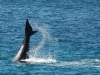 A whale tail, from shore