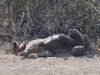 Hyena finds it hilarious