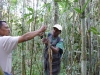 Emile gently extracting bamboo frogs from their home
