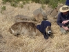 The injured waterbuck