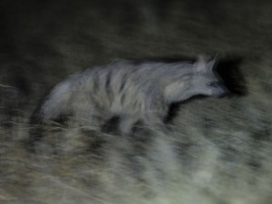 Aardwolf, just about
