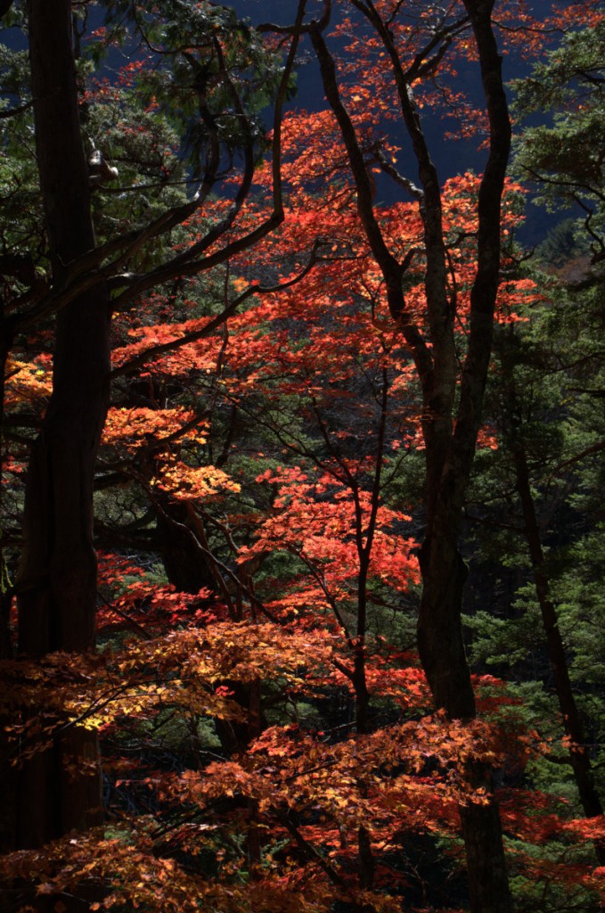 Autumn colour, Kamikochi