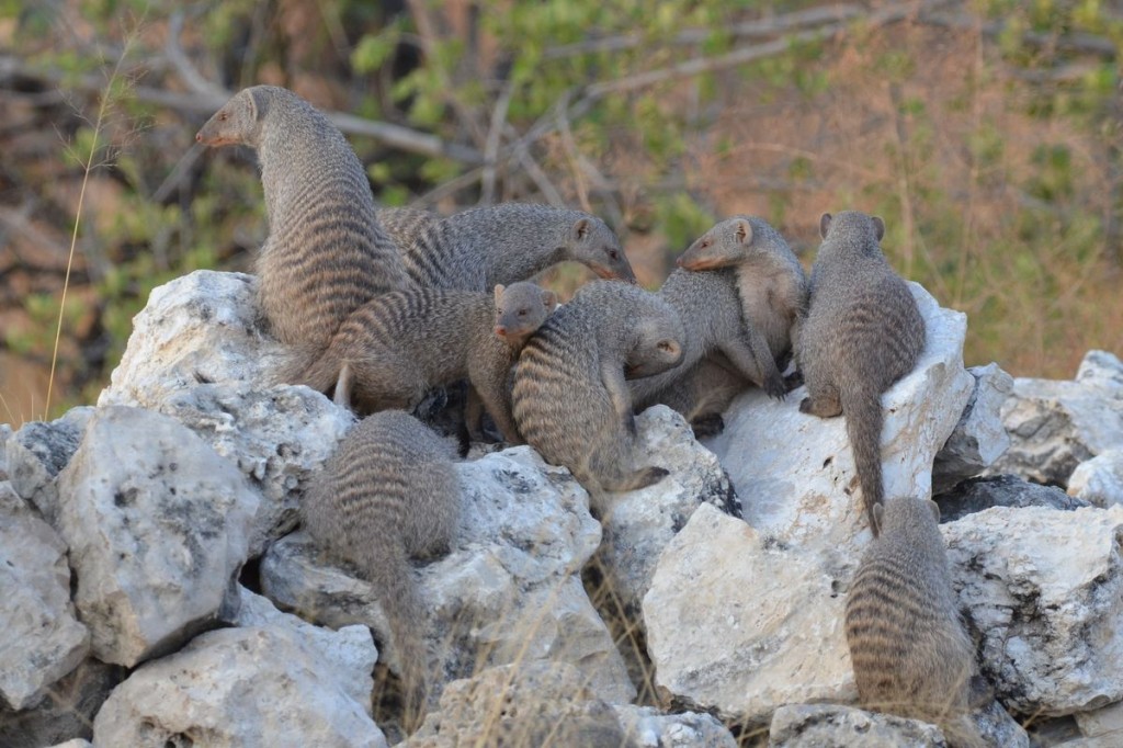 Band of banded mongooses