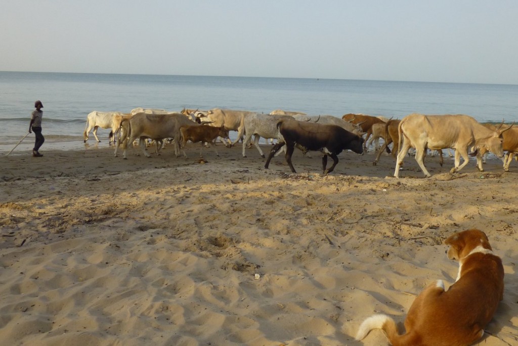 Cows on the beach