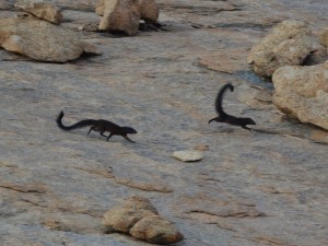 Black mongooses