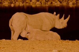 Baby rhino wants milk