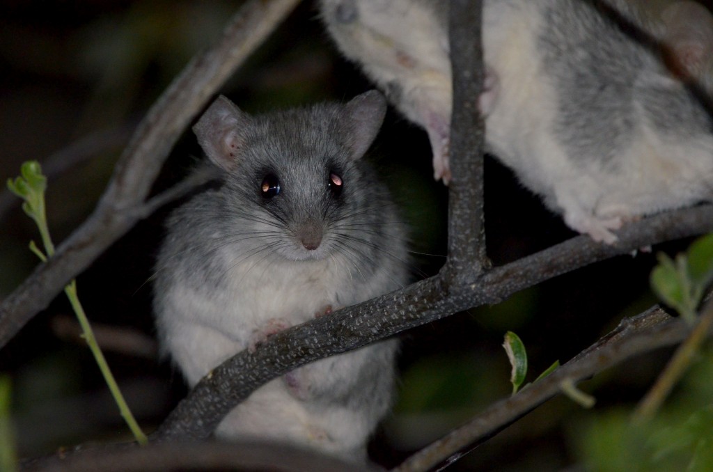 Black-tailed tree rat