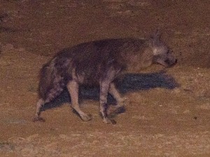 Brown hyena (just about)
