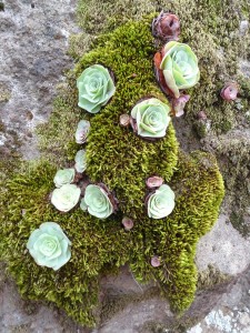 Succulents and moss