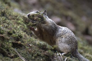 Ground squirrel gathering moss