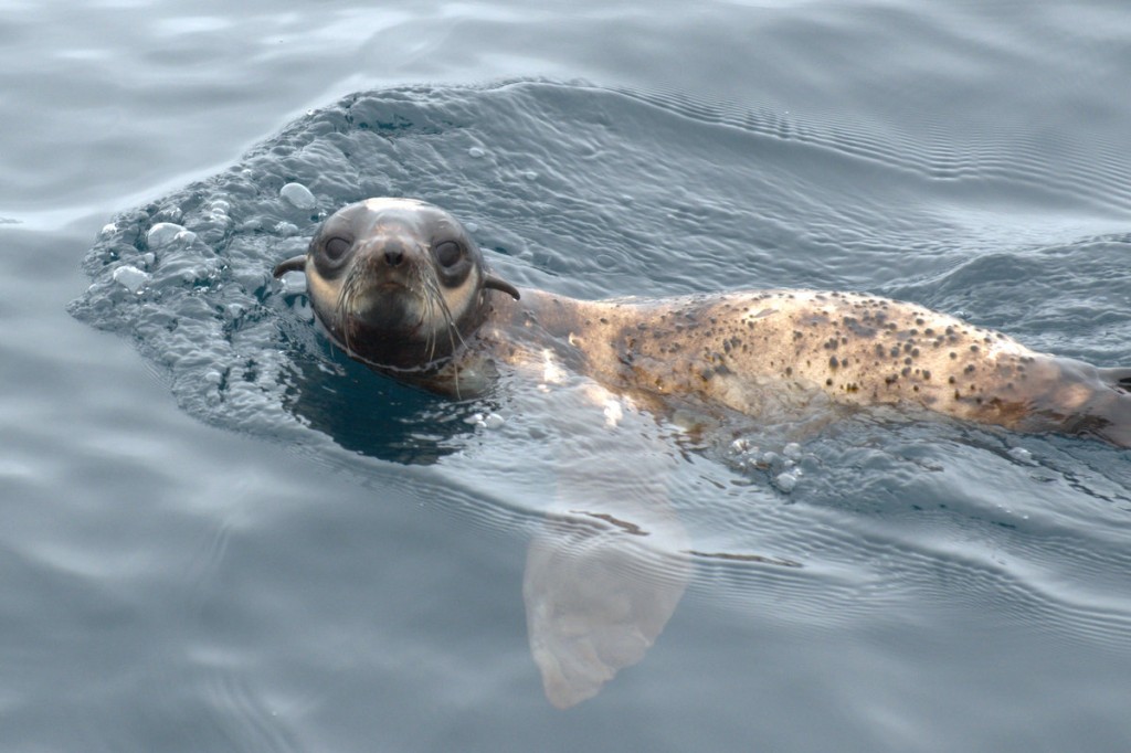 Northern fur seal loner