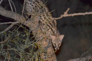 Small spotted genet