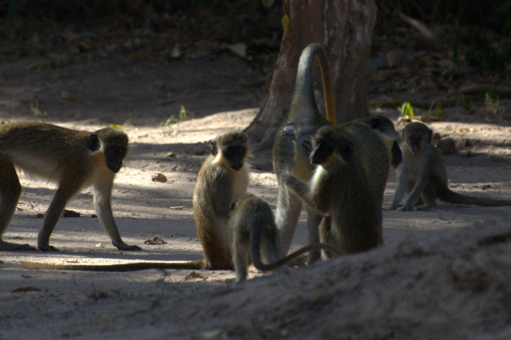 Green vervet monkeys