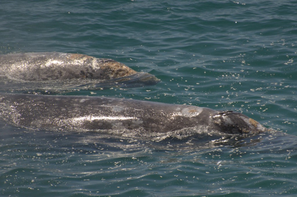 Farewell grey whales, our last mammals