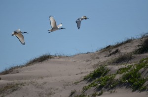 Birds and sand