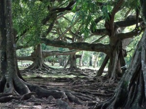 Ficus grove in the gardens