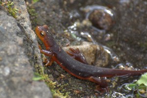 Newt or salamander?