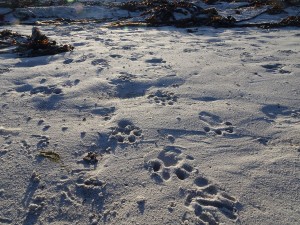 Otter tracks in the sand