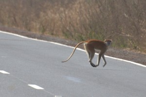 Hover monkey