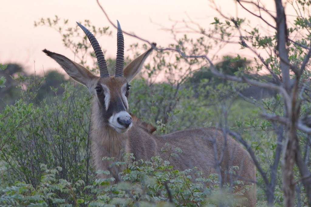 Roan antelope - what an ass!