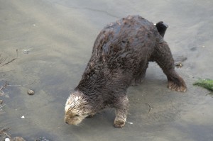 Sea otters weren't meant to land