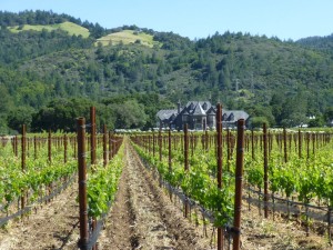 Sonoma wine country