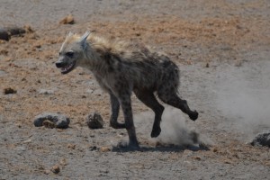 Hyena - another fave