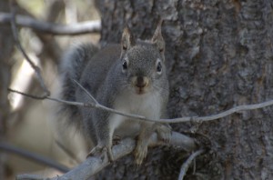 Squirrel stare