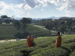 Monks in the tea