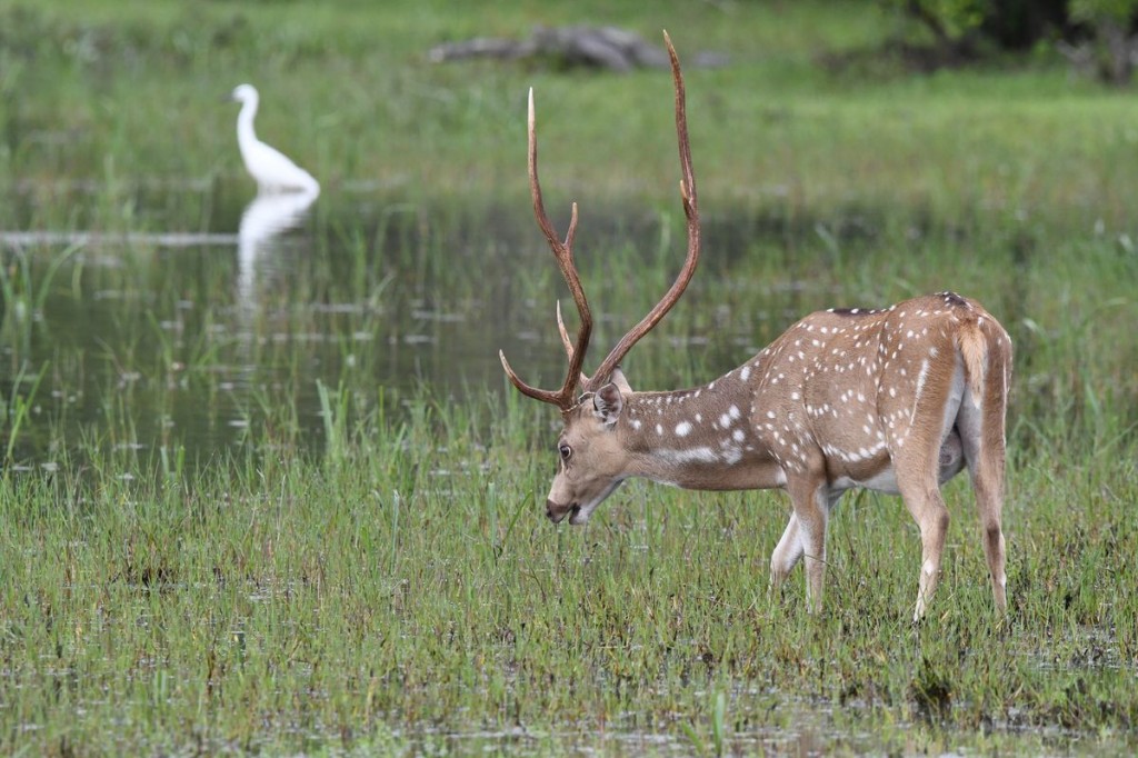 Chital by the lake