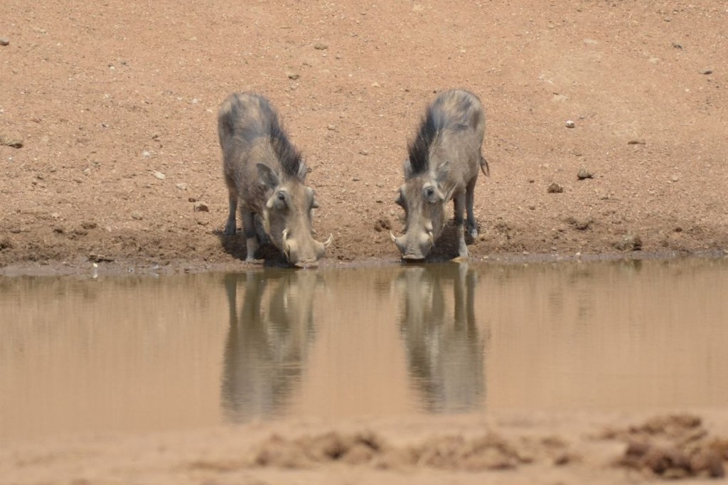 Warthogs at the water
