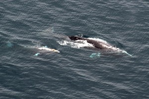 Grey whale mum and calf