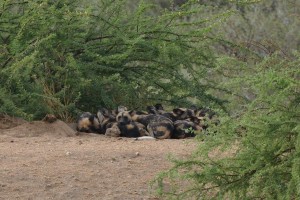 African Wild Dogs from the balcony