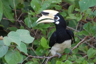 This oriental pied hornbill was a superb subject, being completely oblivious to us only a few yards away