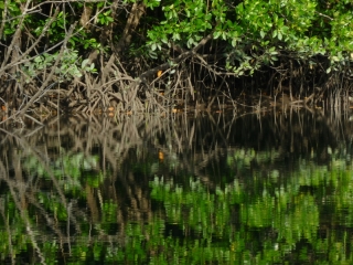 The dense shady mystery of the watery mangrove forest