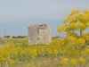 Puglia, fennel country