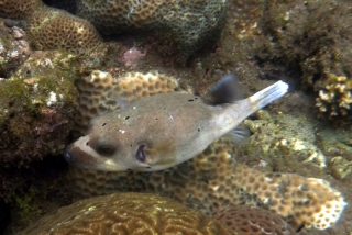 This fat fellow was one of our favourites - if I remember my nature documentaries, he's a cow fish