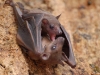 Awwww!  Teeny tiny bat-yawn!  Surely no-one can suggest bats are anything but cute?