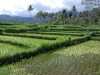 On our way back from Amed we saw another beautiful side of Bali - the aquatic green paddy fields in the hills