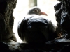 A pigeon in a pigeonhole, Beaumaris