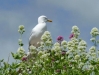 Seagull and flowers