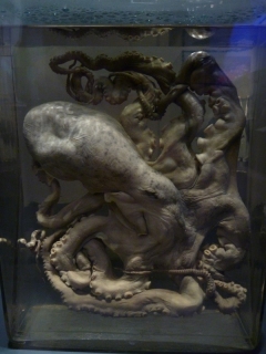 Every museum should have a pickled octopus in a glass jar